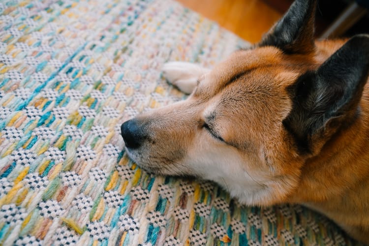 Dog days